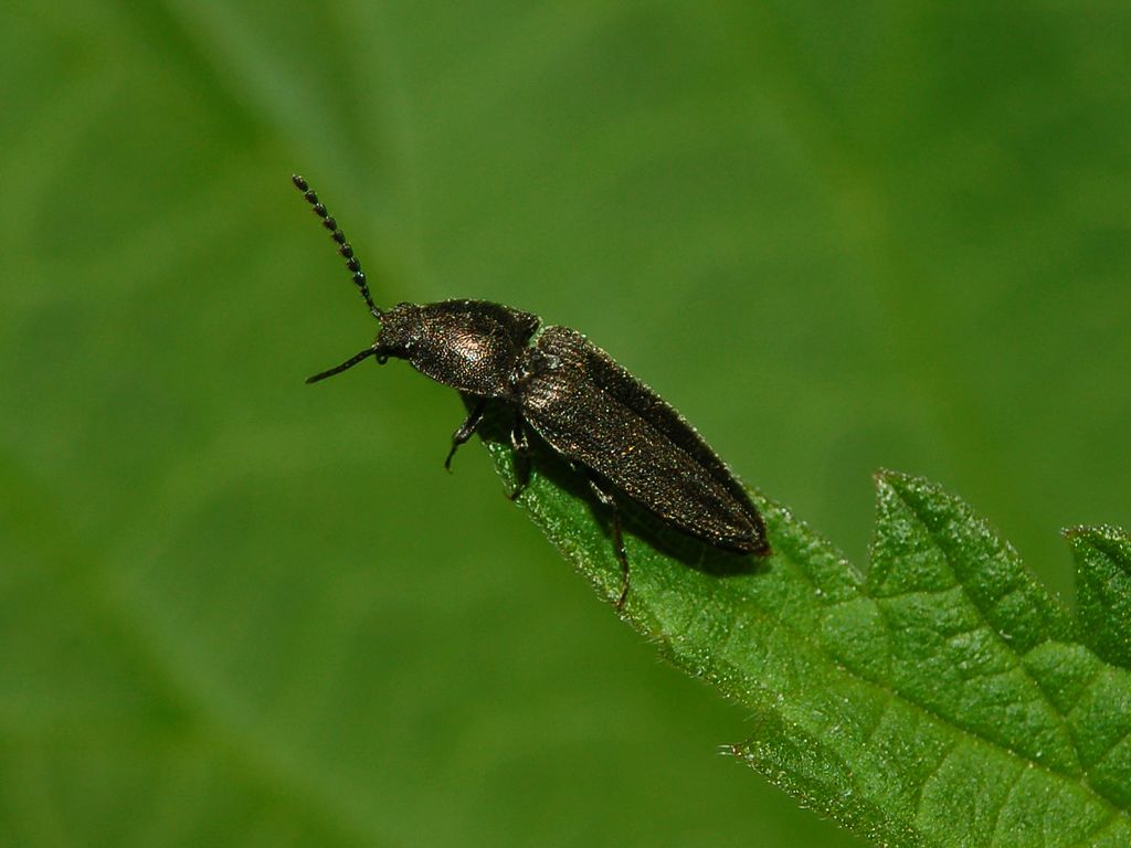 Elateride da determinare: Cidnopus pilosus